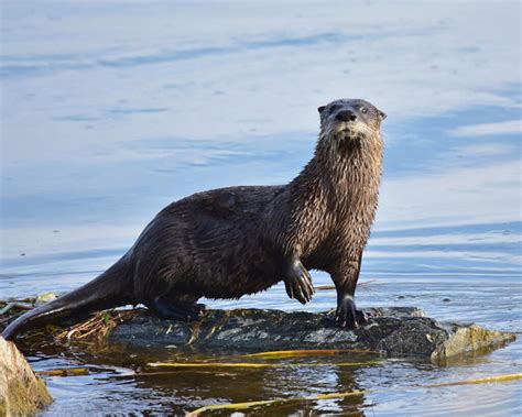 river otter vs mink|Nature Notes: North American River Otter .